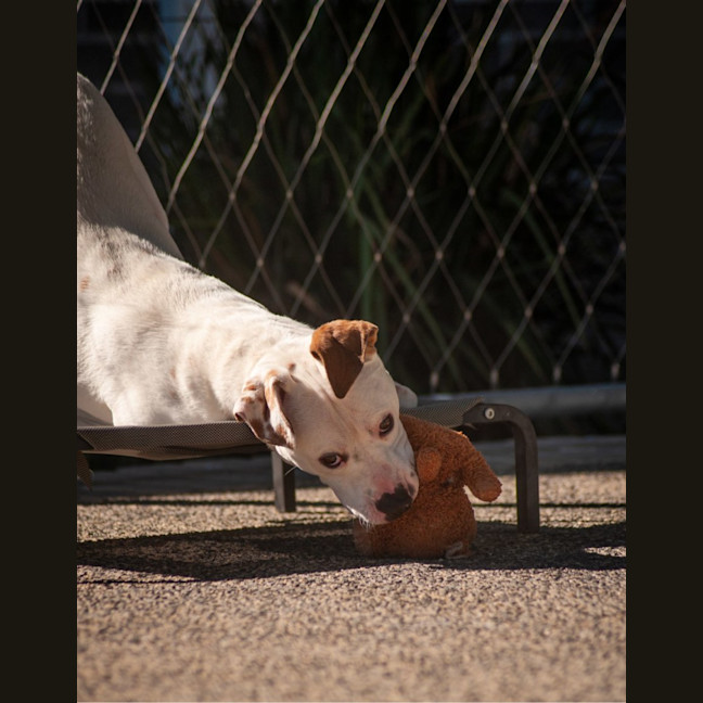 Photo of Barney