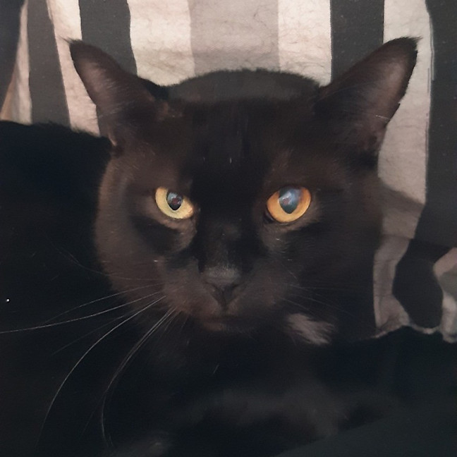Photo of Boo