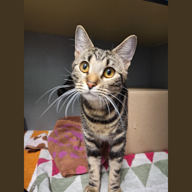 Photo of Tiger Lilly
