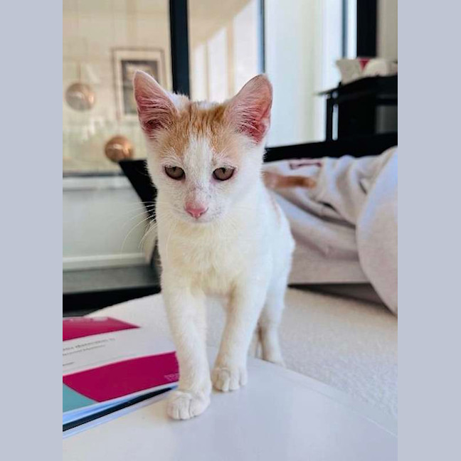 Photo of Leo