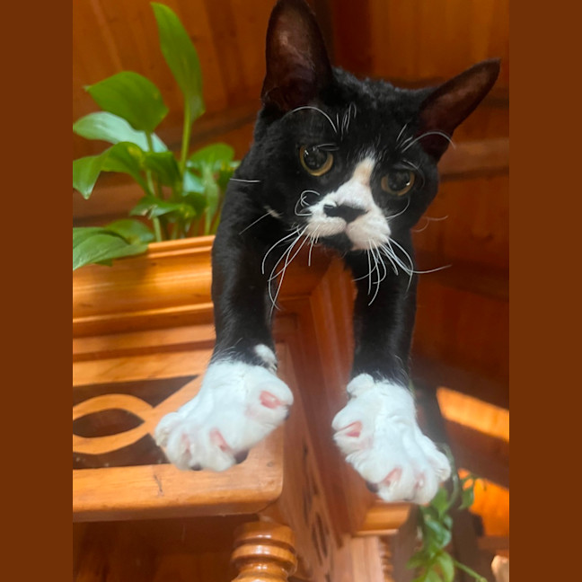 Photo of Kitty Cat