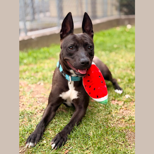 Photo of Tilly 