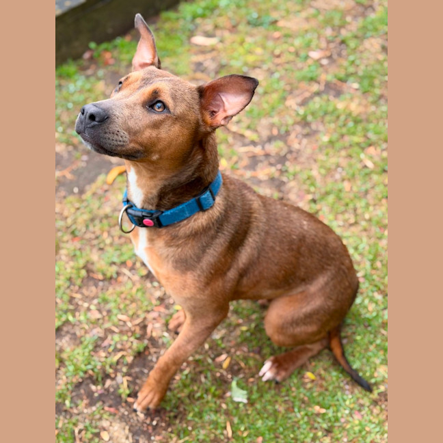 Photo of Pixie 