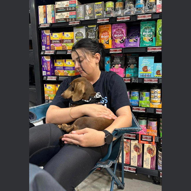 Photo of Milo   8 Year Old Dachshund