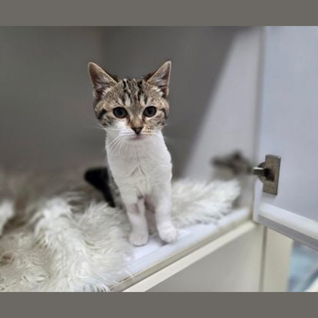 Photo of Nibbles