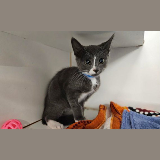 Photo of Grey