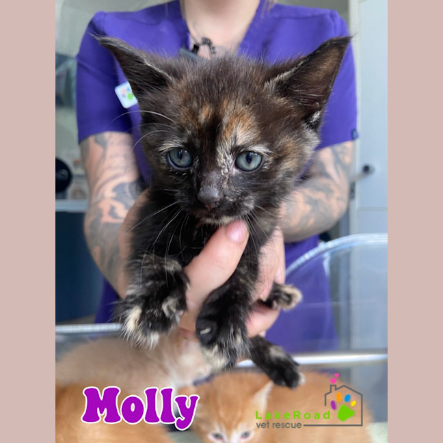 Photo of Molly