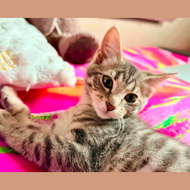 Photo of Misty 