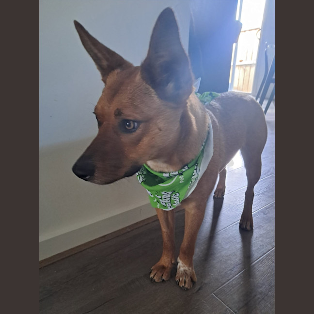 Photo of Pep (Aka) Pepper