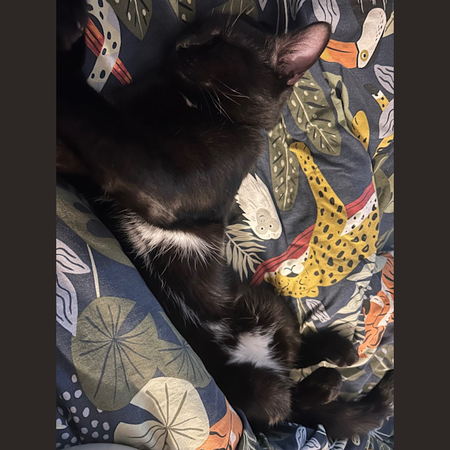 Photo of Slinky Malinky