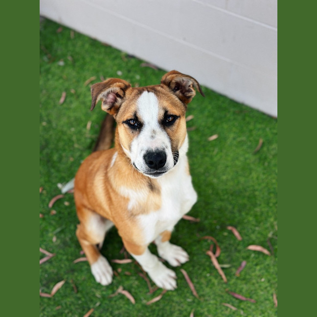 Photo of Rogue (Tuff)