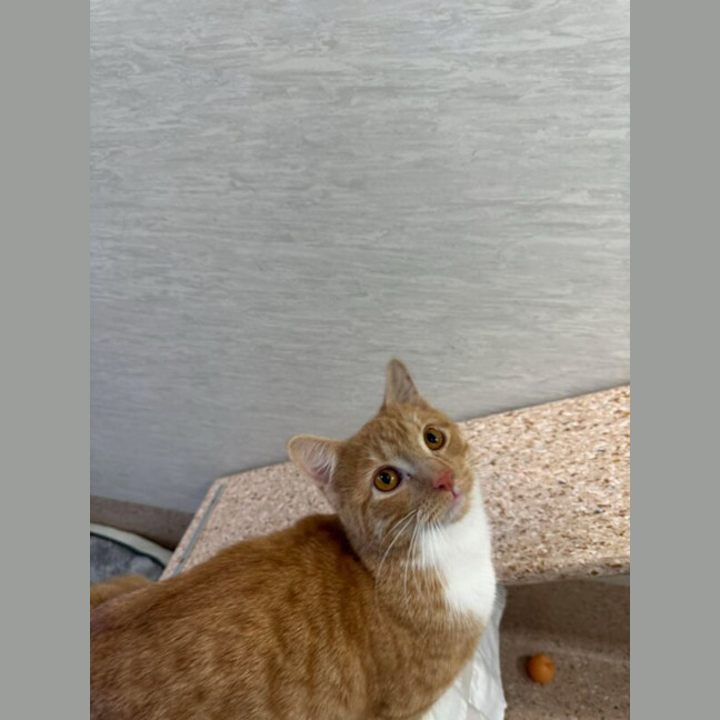 Photo of Tulip