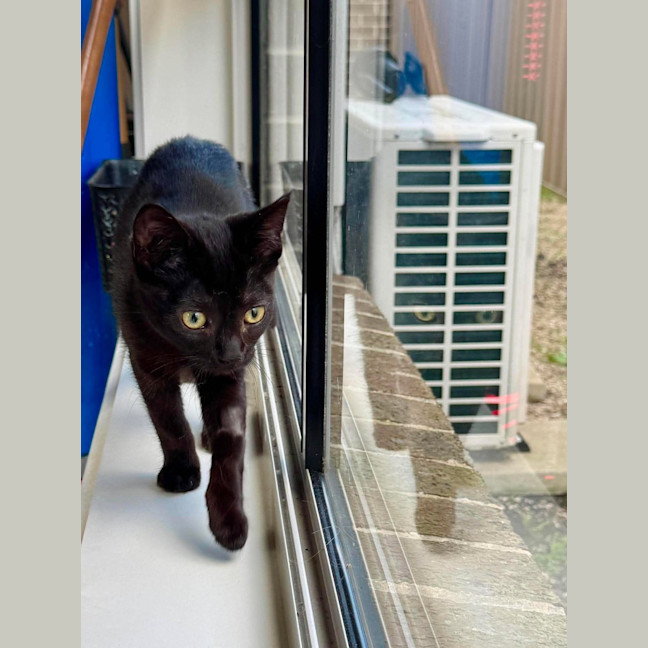 Photo of Mishka