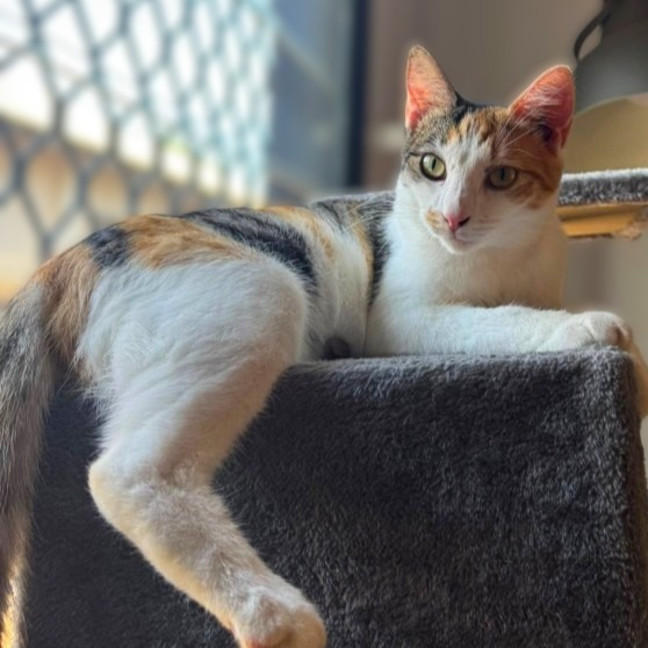 Photo of Daphne