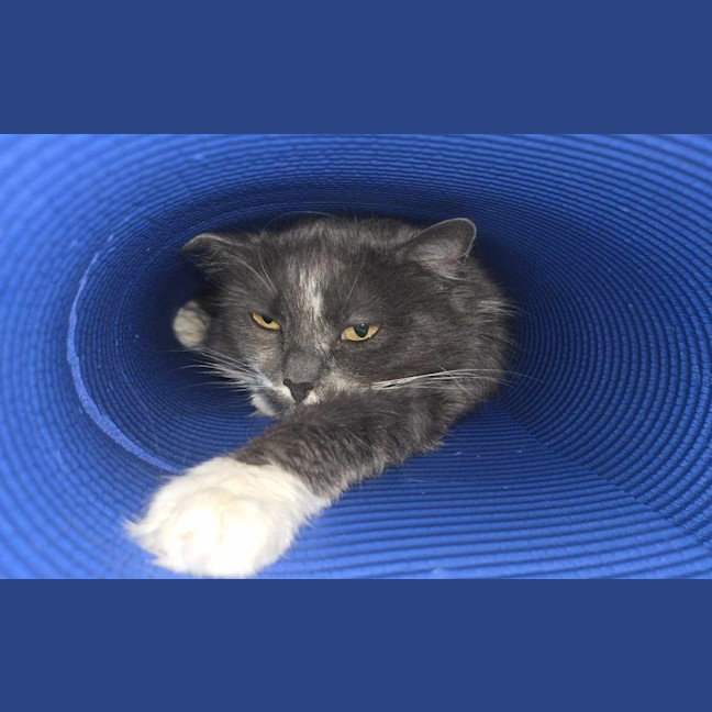 Photo of Milkshake