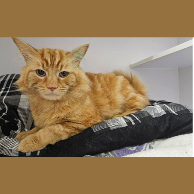 Photo of Tigger