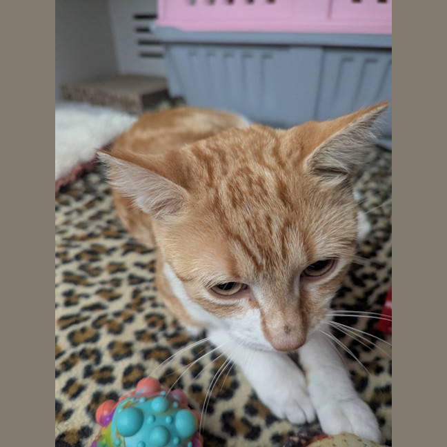 Photo of Missy Elliot