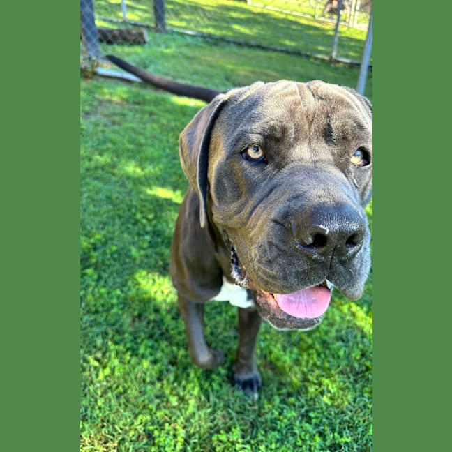 Photo of Chief