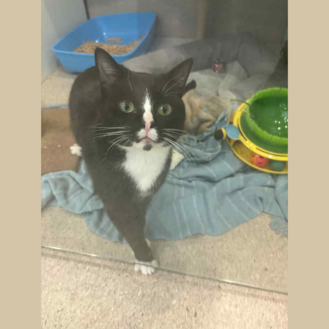 Photo of Big Tux