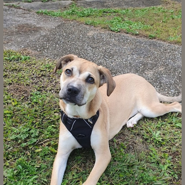 Photo of Mulan *$250 Adoption Fee*
