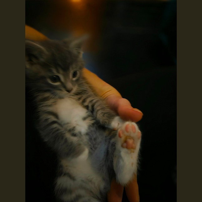 Photo of Tommy