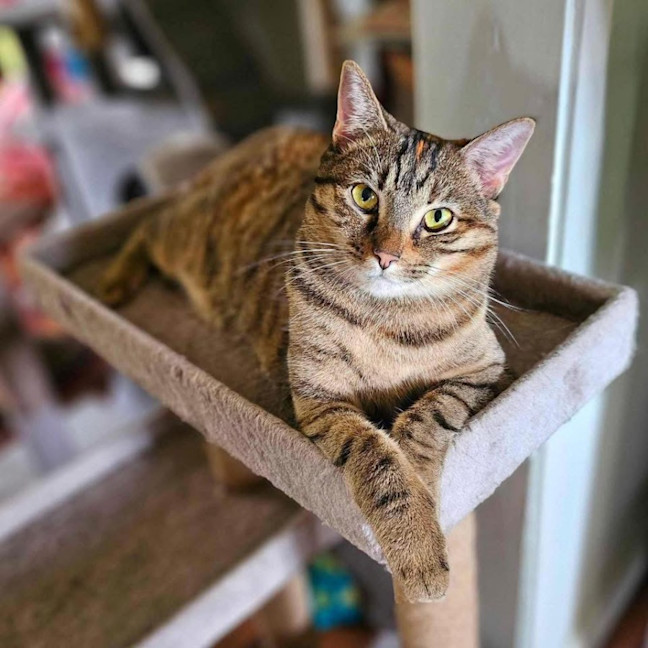 Photo of 11537   Clove 