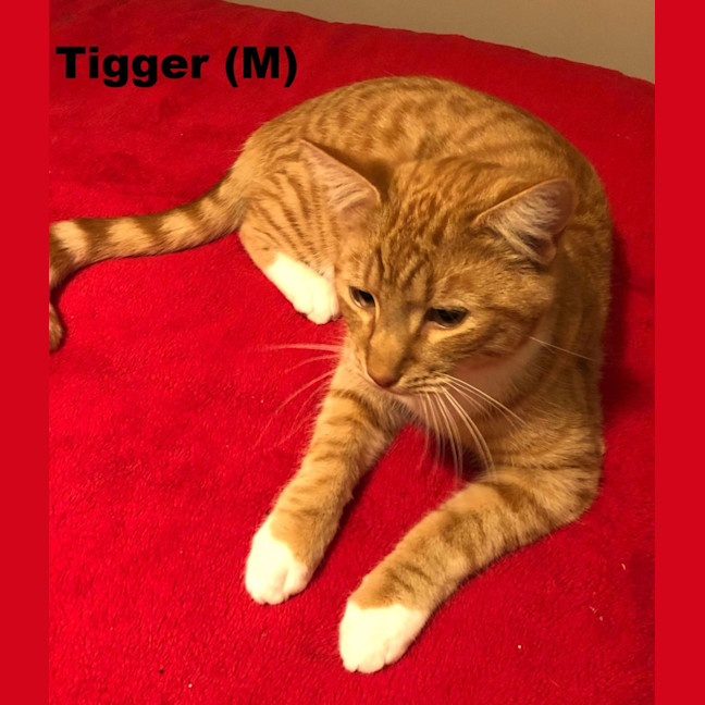 Photo of Tigger