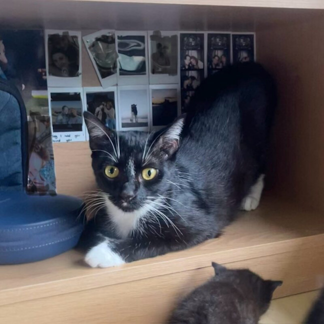 Photo of Mila Meowsavich
