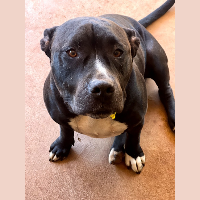 Photo of Oodie (Muggsy)