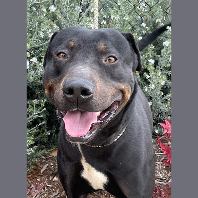 Photo of Diesel