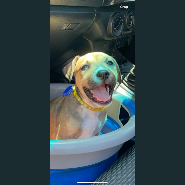 Photo of Pip   11 Week Old Kelpie X