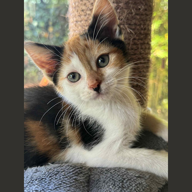 Photo of Matilda   In Foster Care In Cranbourne