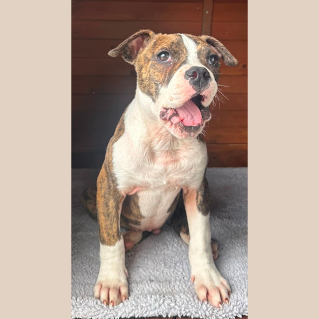 Photo of Ralph   12 Week Old American Bulldog X