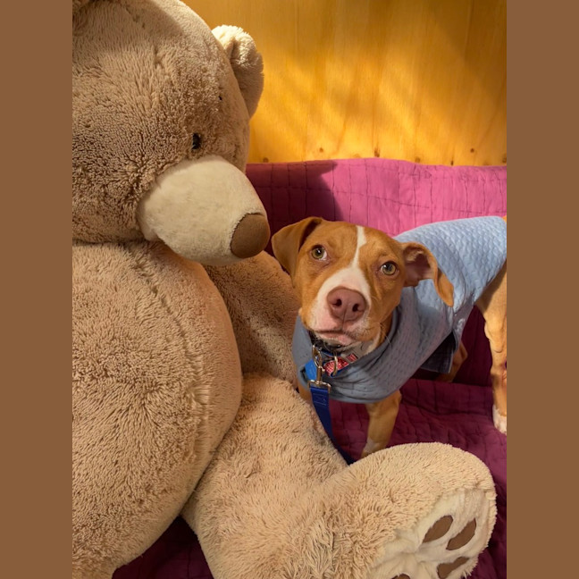 Photo of Benson Bee (B.B)