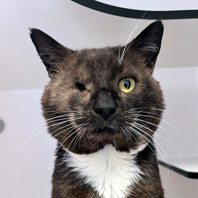 Photo of Gruff Sta013045