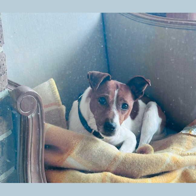 Photo of Dewey