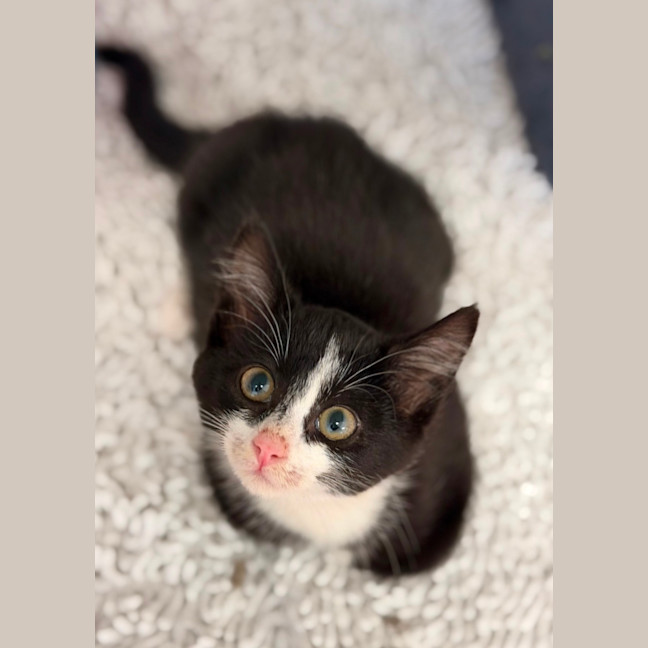 Photo of Violet