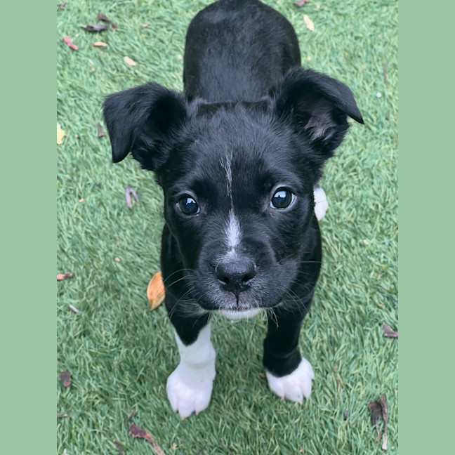 Photo of Archer