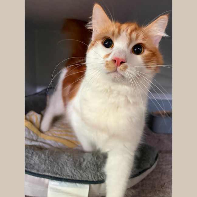Photo of Crouton