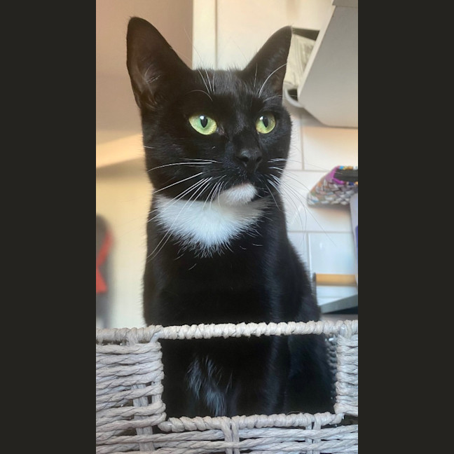 Photo of Luna Sanderson