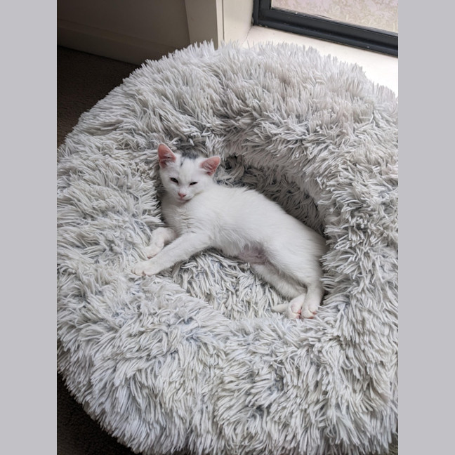 Photo of Yuki   Located In Coburg