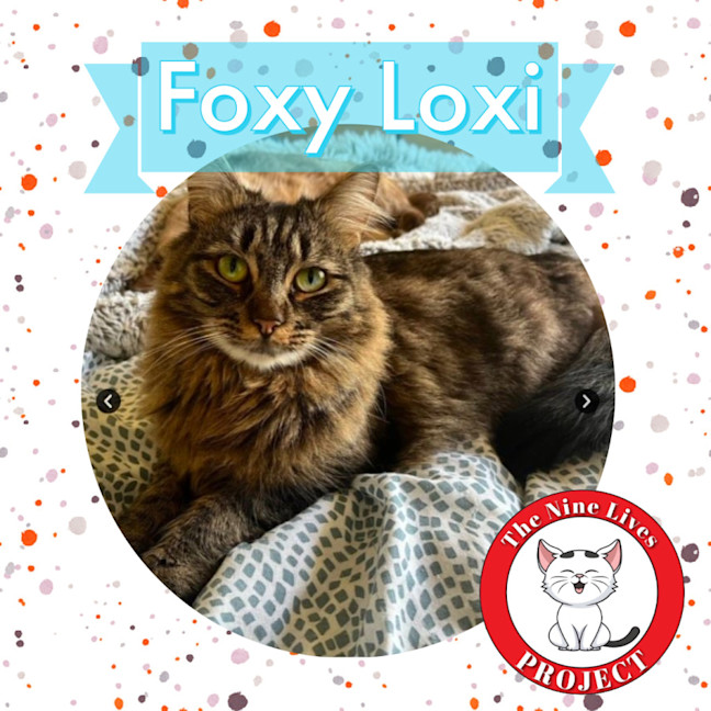Photo of Foxi Loxi *9 Lives Project Rescue*
