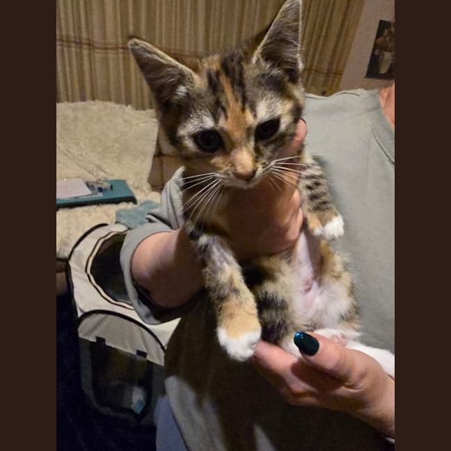 Photo of Enid Addams