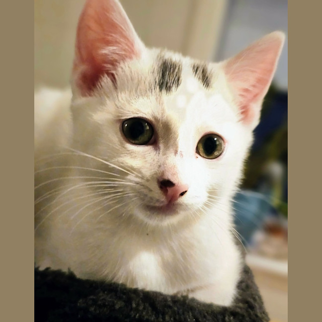 Photo of Daisy 