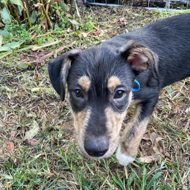 Photo of Freckle