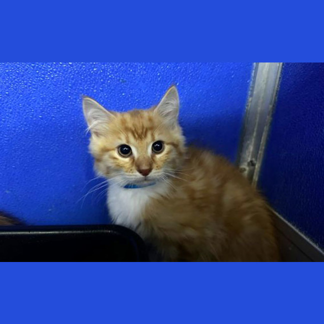 Photo of Orange