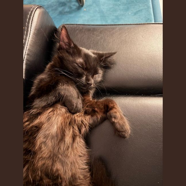 Photo of Licorice & Oreo