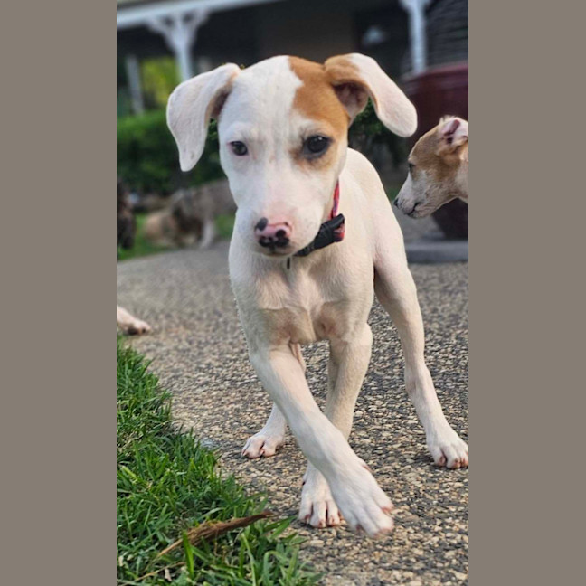 Photo of Chilli