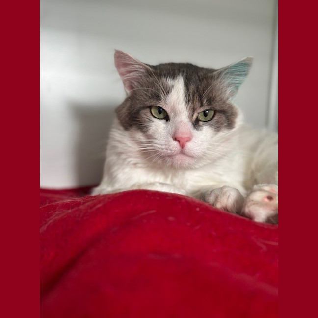 Photo of Doc  Martin