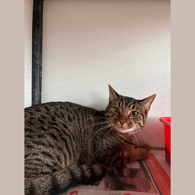 Photo of Fritz
